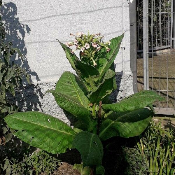 Nicotiana tabacum Blad