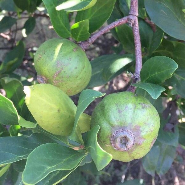 Rothmannia capensis Fruit