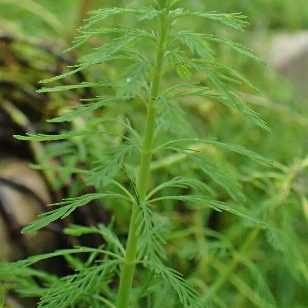 Myriophyllum aquaticum Leaf