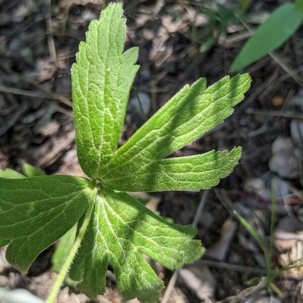 Anemonastrum canadense Leht