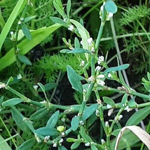 Polygonum aviculare Flower