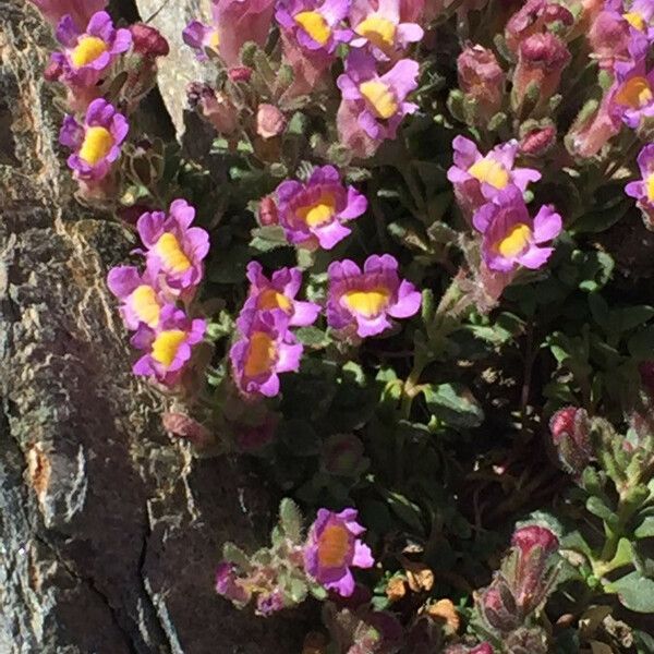 Proboscidea louisianica Flower