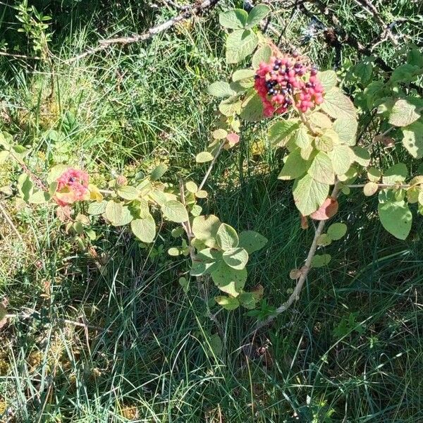 Viburnum lantana आदत