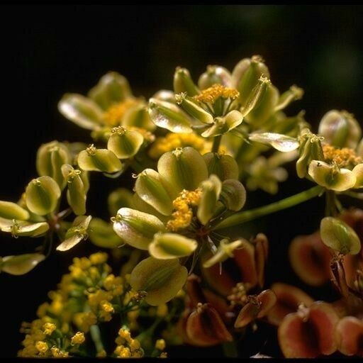 Lomatium parvifolium Облик