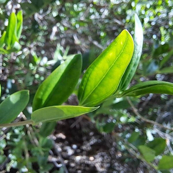 Coriaria myrtifolia List