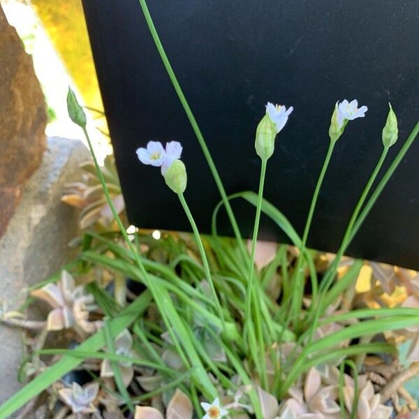 Nothoscordum gracile List