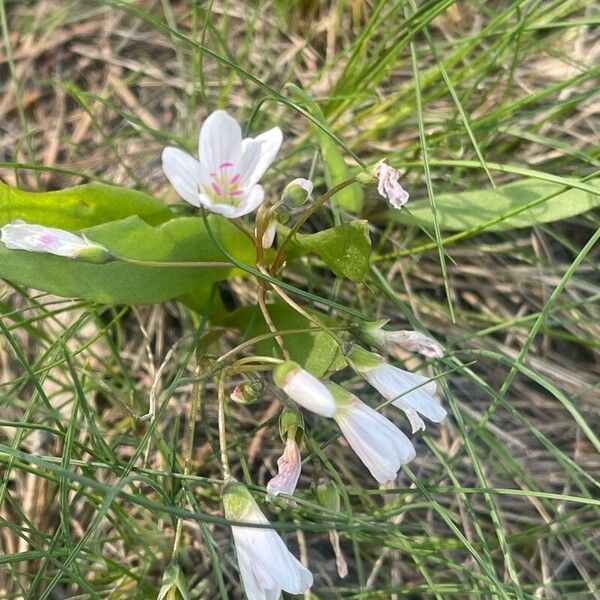 Claytonia lanceolata Žiedas