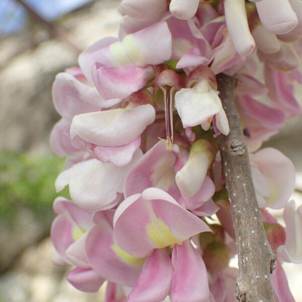 Gliricidia sepium Blomma