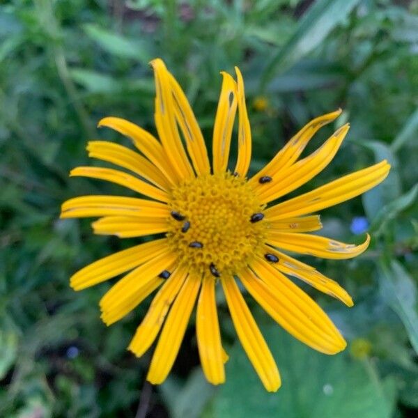 Buphthalmum salicifolium ফুল