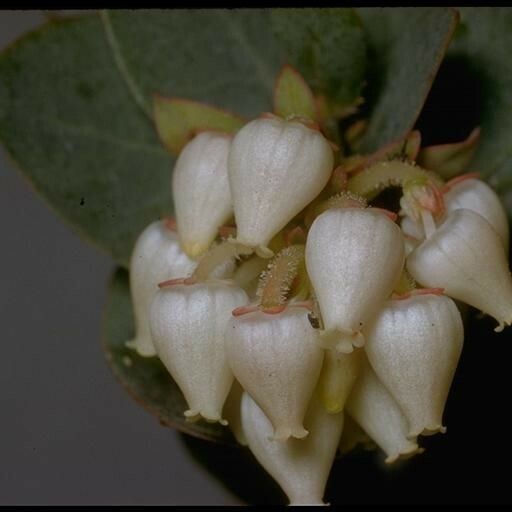 Arctostaphylos pallida Flower