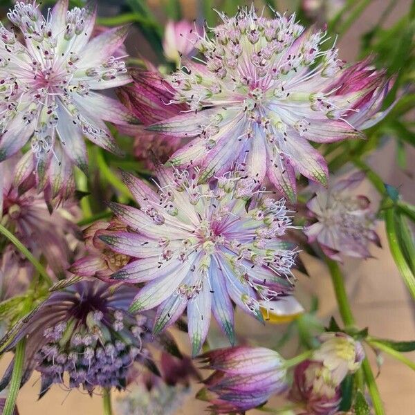 Astrantia major Цветок