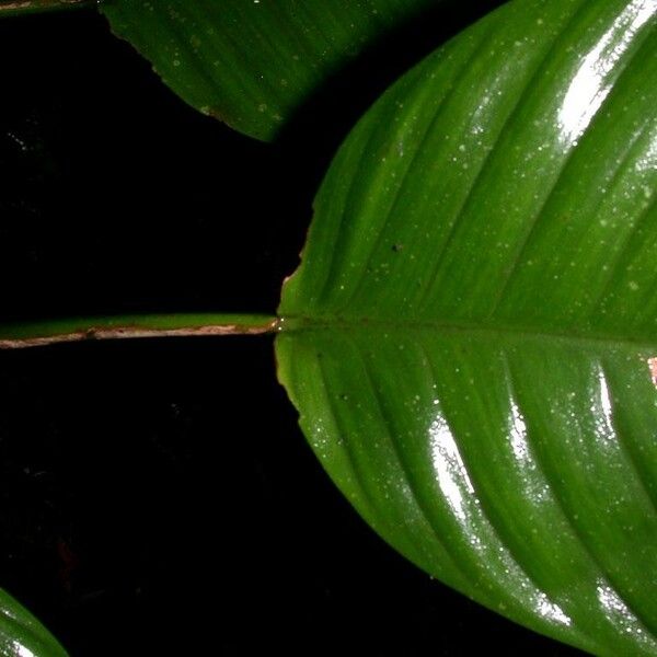 Philodendron alliodorum Ліст