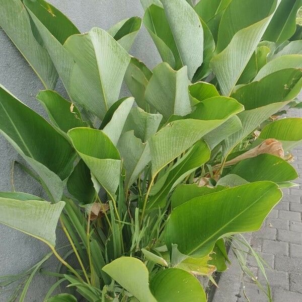 Calathea lutea ᱥᱟᱠᱟᱢ