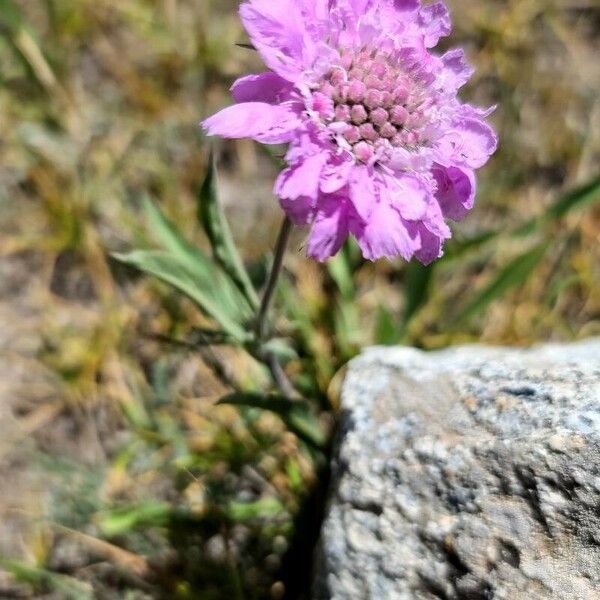 Lomelosia graminifolia ফুল