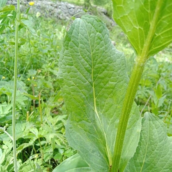 Crepis pontana Lapas