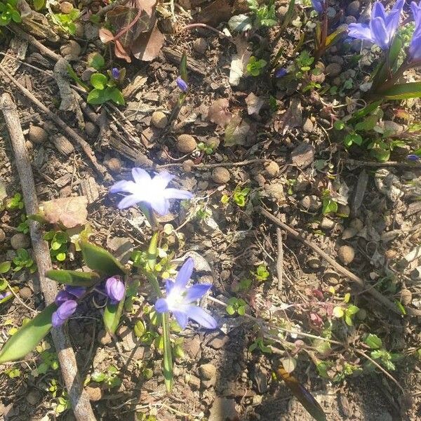 Scilla forbesii Flower