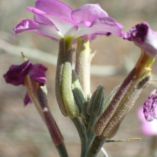 Marcus-kochia littorea Kwiat