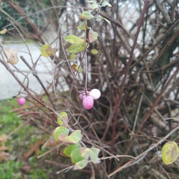 Symphoricarpos orbiculatus Meyve