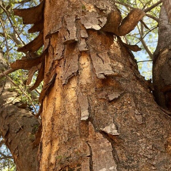 Albizia forbesii Bark