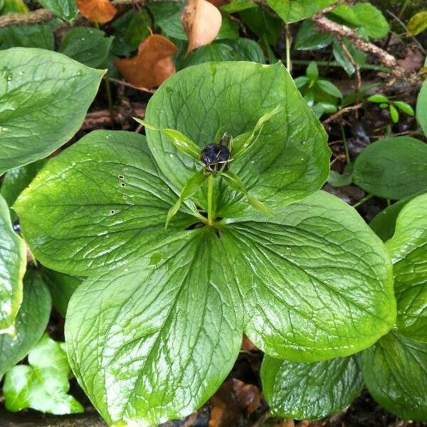 Paris quadrifolia Fruit