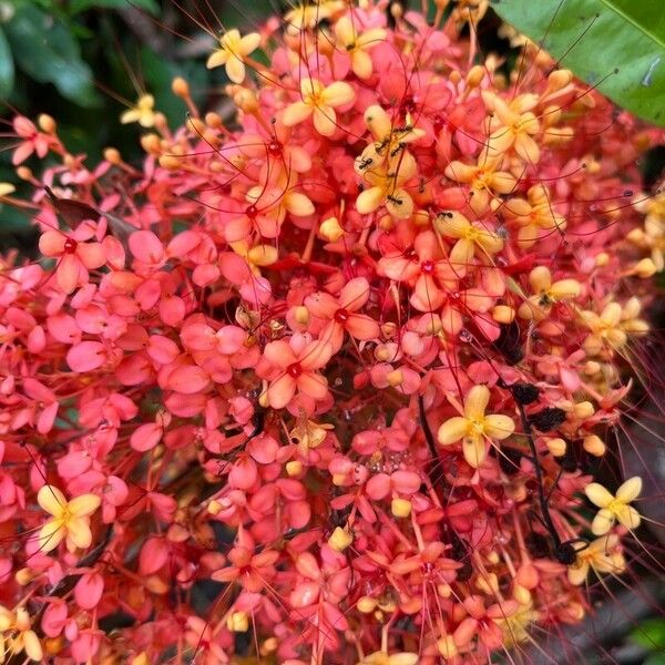 Saraca indica Bloem