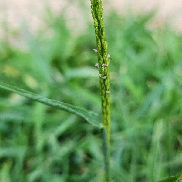 Digitaria sanguinalis ফুল