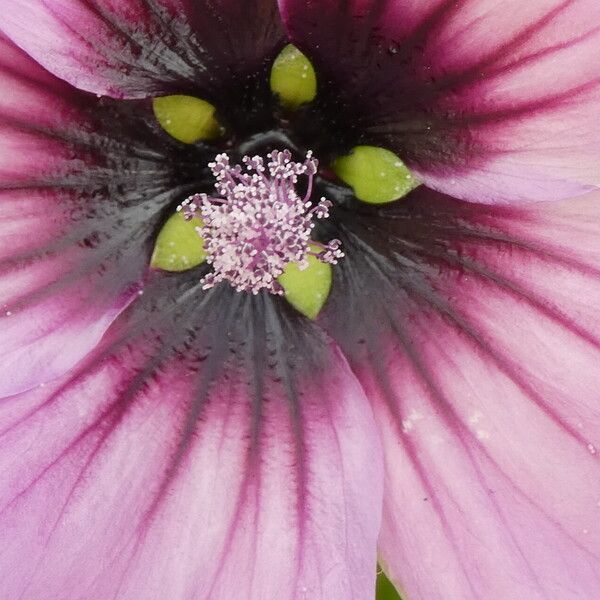 Malva multiflora Flower