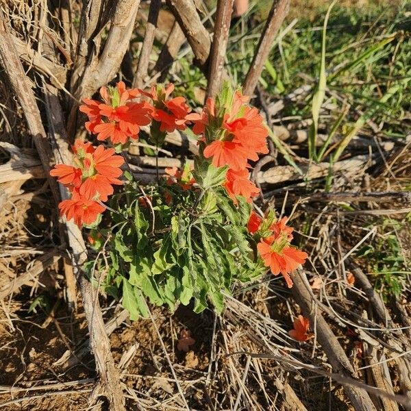 Crossandra massaica Flower