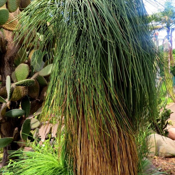 Yucca queretaroensis Pokrój