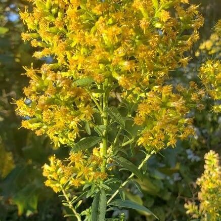 Solidago fistulosa Kvet