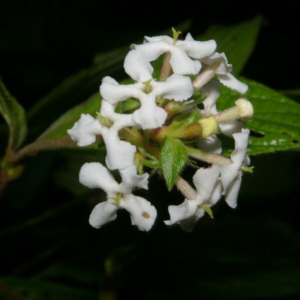 Arachnothryx chaconii Λουλούδι