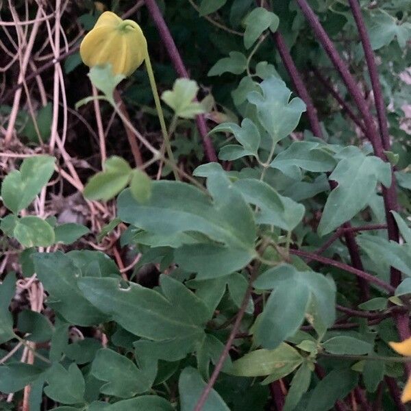 Clematis tangutica Φύλλο