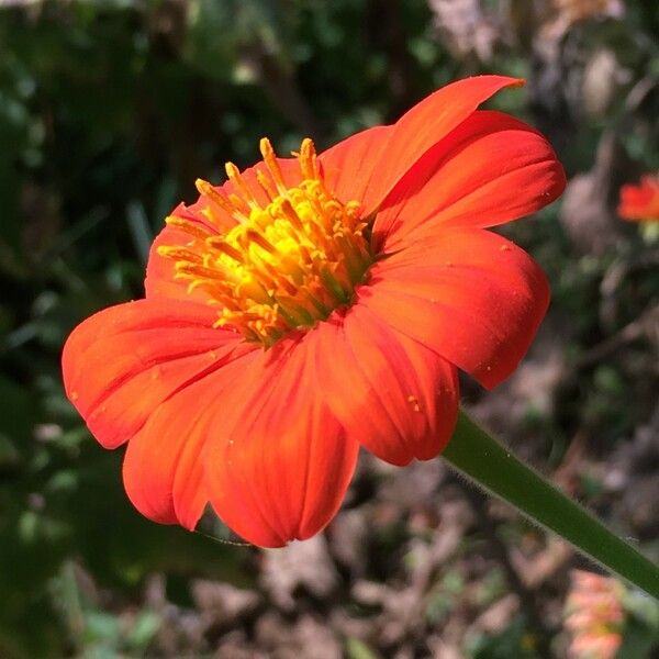 Tithonia rotundifolia 花