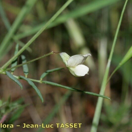 Lathyrus saxatilis 花