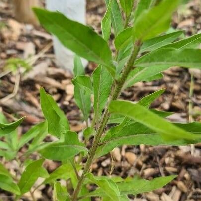 Oenothera triloba Blad