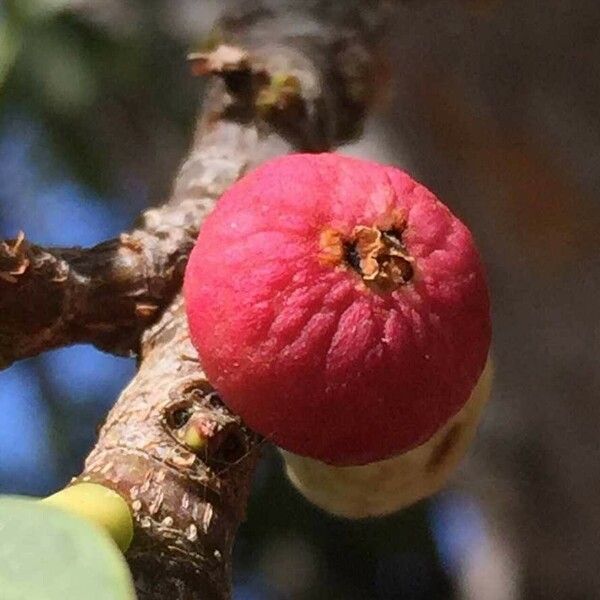 Ficus salicifolia Vili