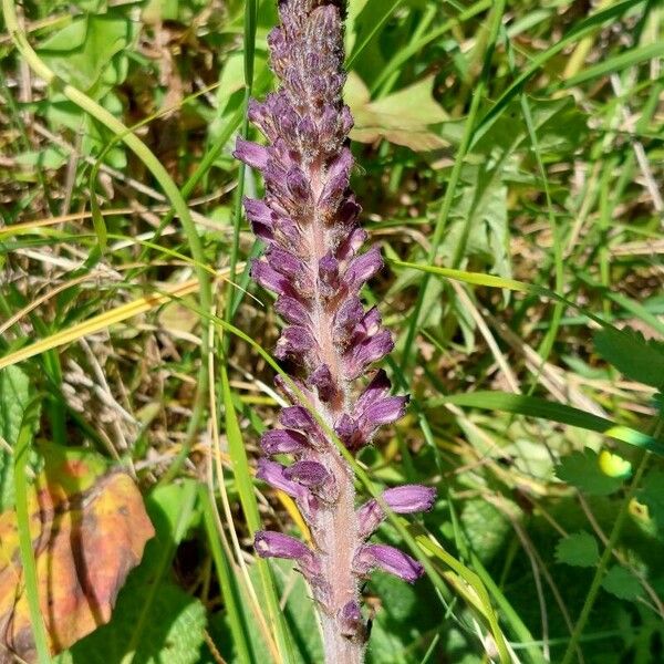 Orobanche lavandulacea Blodyn