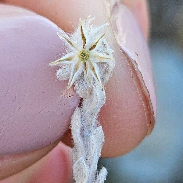 Filago arvensis Flower