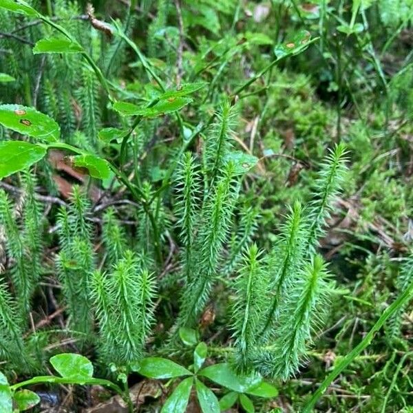 Lycopodium annotinum ഇല