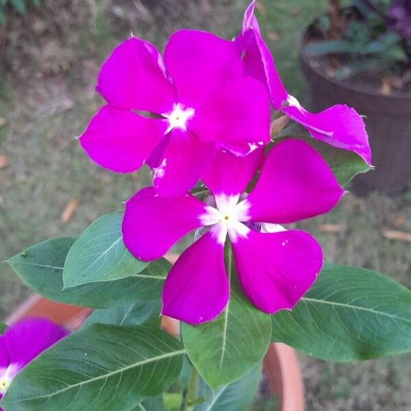 Catharanthus roseus Çiçek