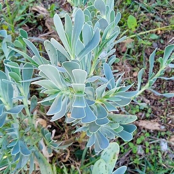 Hertia cheirifolia Leaf