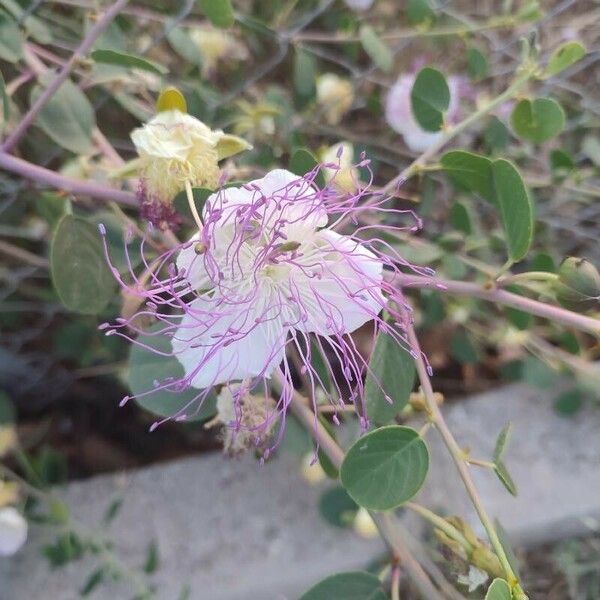 Capparis spinosa Lorea