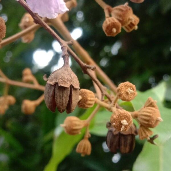 Lagerstroemia speciosa 果