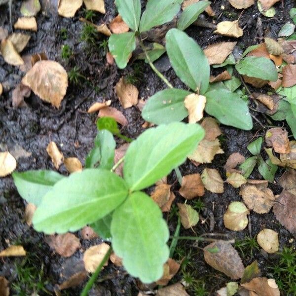 Menyanthes trifoliata Liść