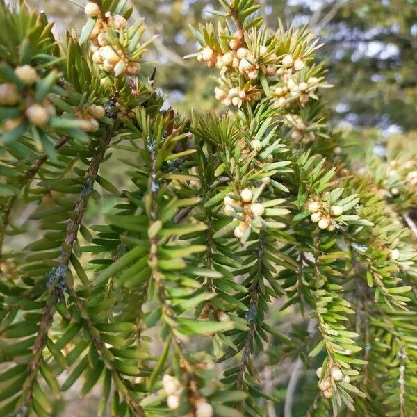 Tsuga canadensis पत्ता