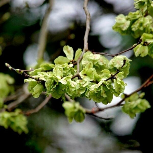 Ulmus glabra ഫലം