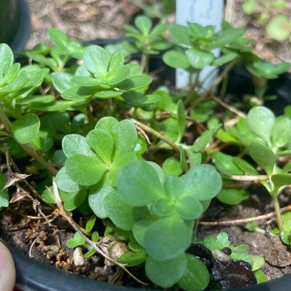 Sedum ternatum Folha