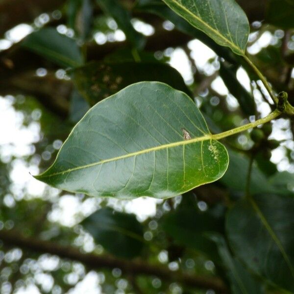 Ficus rubra Hostoa