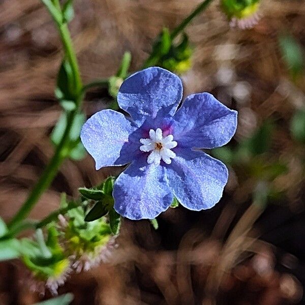 Myosotis asiatica Blodyn