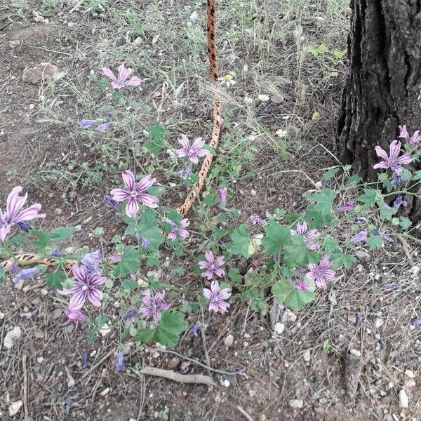 Malva sylvestris 形態